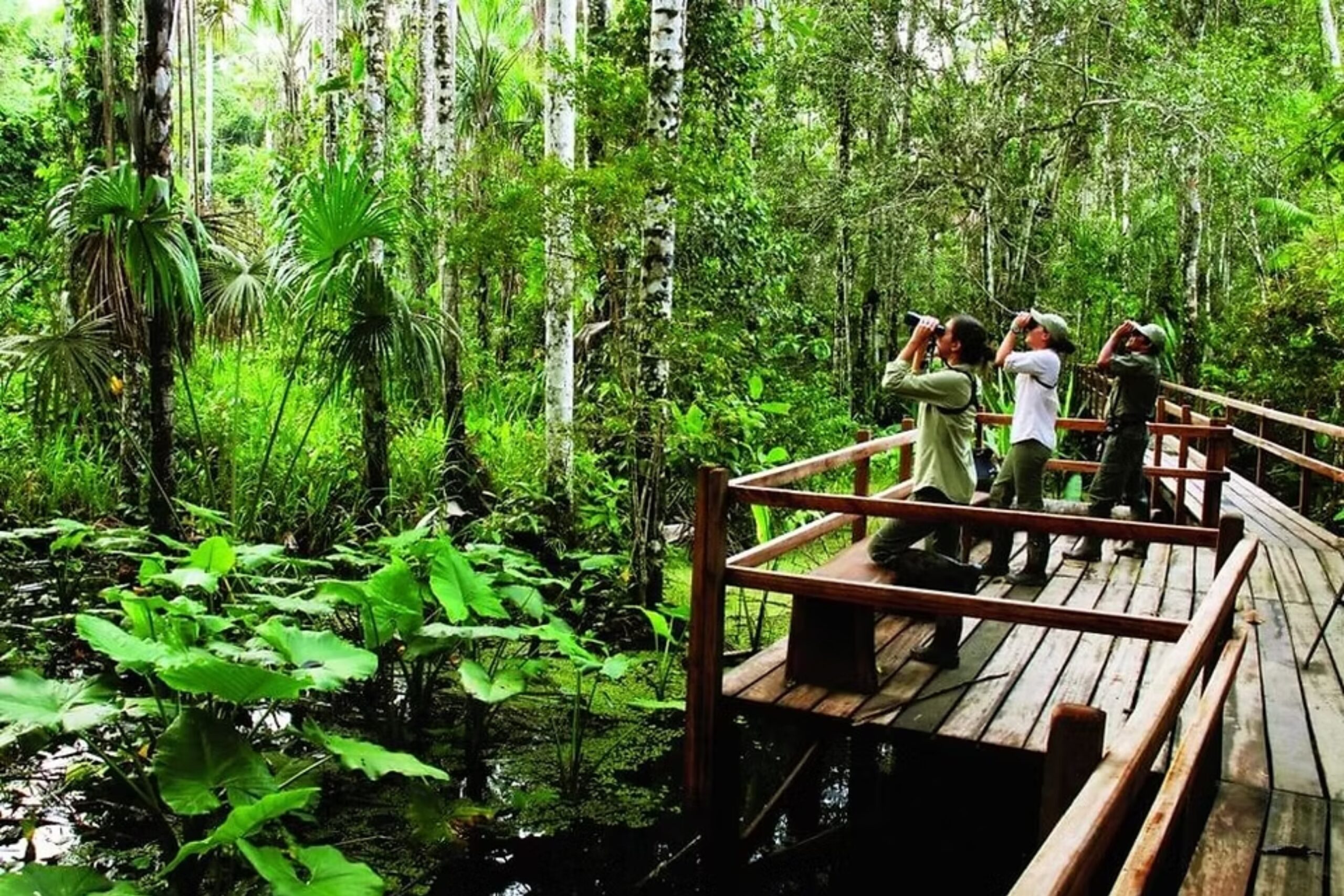 OBSERVACION DE AVES - IQUITOS