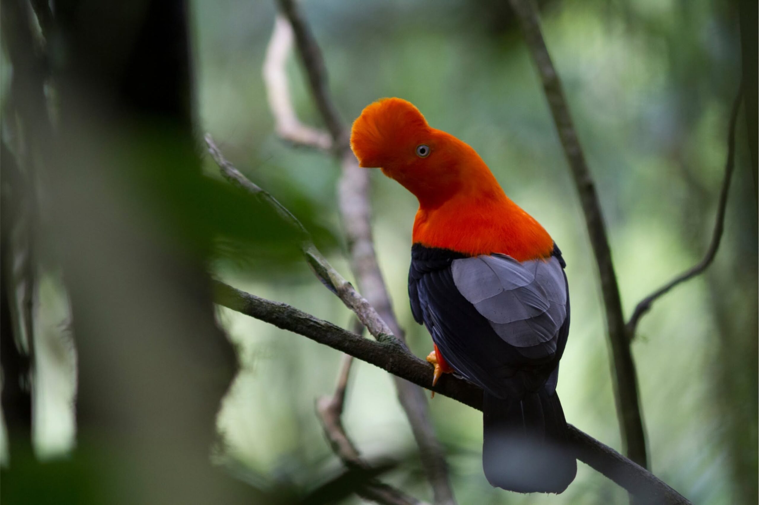 PARQUE NACIONAL DE TINGO MARIA