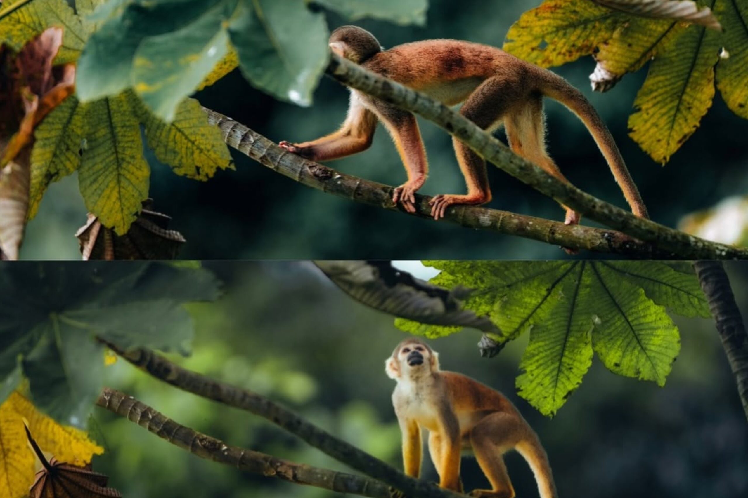 MONOS ARDILLA - IQUITOS